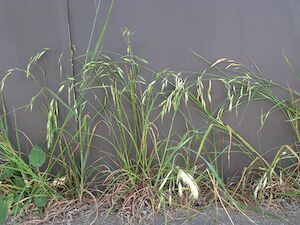 annual-ryegrass